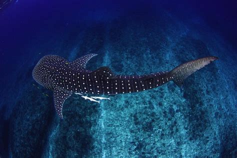 Awesome Facts About Ningaloo Reef Western Australian Travel