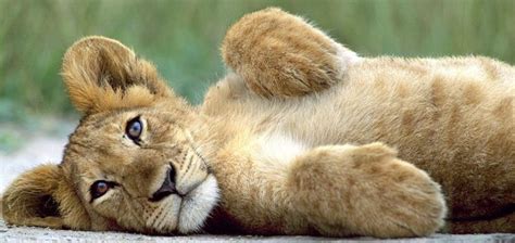 🔥 [30+] Cute Lion Cubs Wallpapers | WallpaperSafari