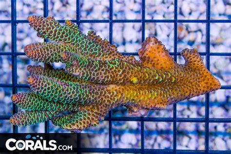 ACROPORA Colonies & Frags! ~Corals.com | REEF2REEF Saltwater and Reef ...