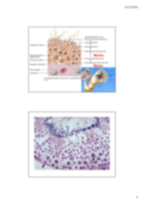 Solution Fisiologia Sistema Reprodutor Studypool