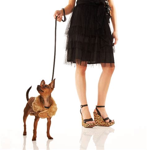 Dog Leash Woman Heels Stock Photos Pictures And Royalty Free Images Istock