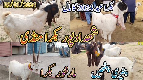 Shahdadpur Bakra Mandi Latest Update Today Bakra Eid 2024 Goat