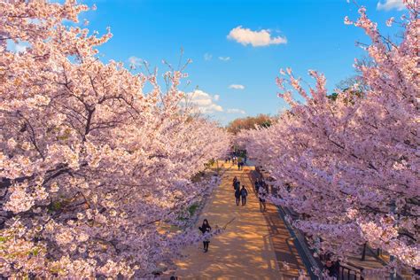 Viajar A Corea Del Sur Todo Lo Que Los Ciudadanos Estadounidenses