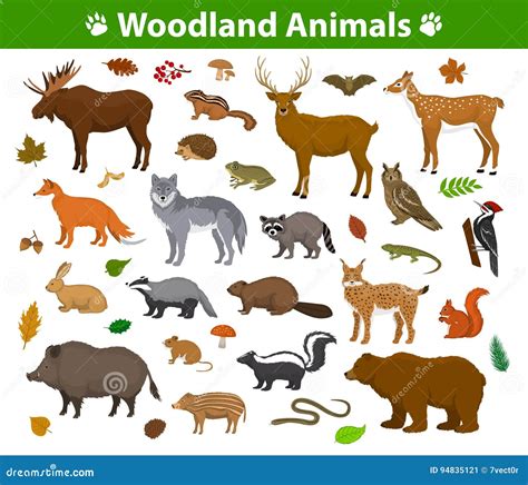 Woodland Forest Animals Collection Stock Vector - Illustration of hare ...