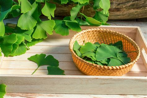 Ginkgo Biloba Para Qu Sirve Y C Mo Tomar Y C Mo Preparar La Infusi N