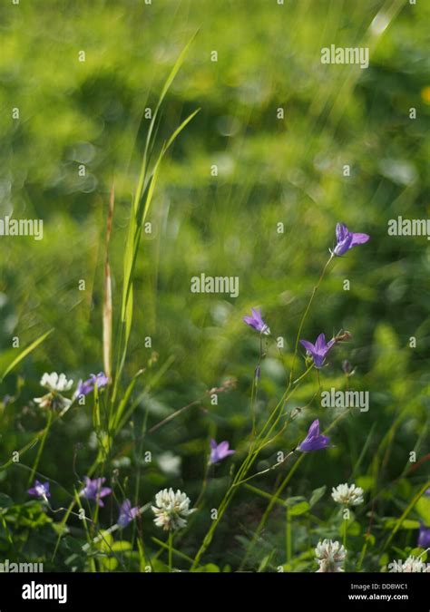 Plants in the forest Stock Photo - Alamy