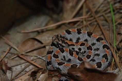 Western Pygmy Rattlesnake A Guide To Snakes Of Southeast Texas