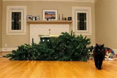 😹🎄 Can Your Cat Top These 15 Hilarious Christmas Tree Disasters? – Cool ...