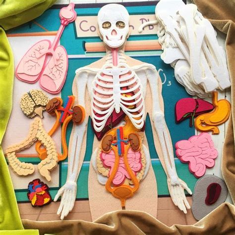 human anatomy anatomy board skeleton  organs laser cut inspire