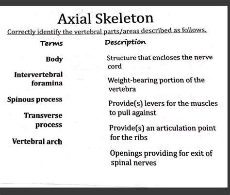 Solved Axial Skeleton Chegg