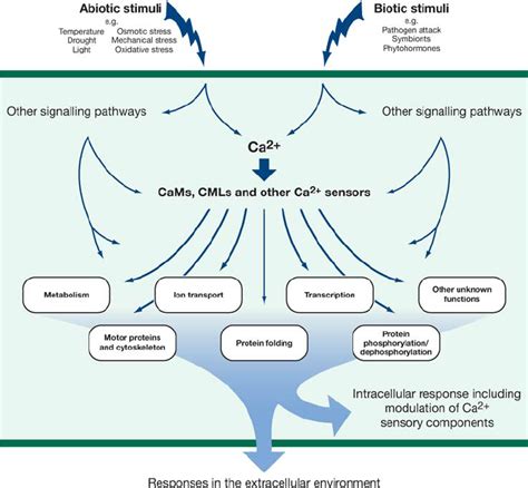 Schematic Presentation Of Stimulus Response Signaling Mediated By Ca 2 Download Scientific