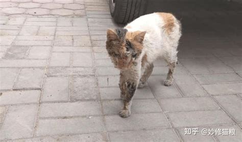 女孩捡到一只三花猫，养了几个月后画风突变，想扔掉的心都有 知乎