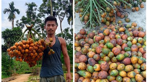 ARECA NUT FARMING BETEL NUT CULTIVATION YouTube