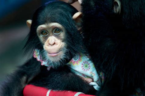 790 Confused Monkey Stock Photos Pictures And Royalty Free Images Istock