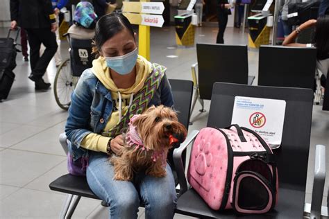 Estas Son Las Reglas Para Viajar Con Mascotas En Colombia