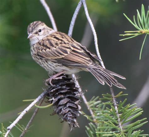 Wildlife of the Canadian Rockies | Neonatal Research