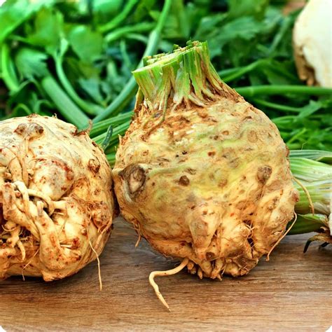 Celeriac Seeds - Brilliant - Heirloom Untreated NON-GMO From Canada