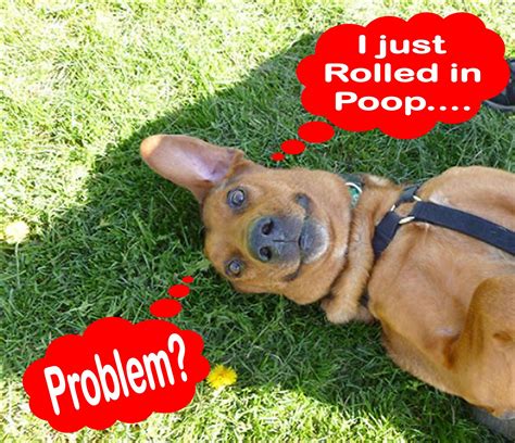 Why Do Dogs Roll In Sheets at Joshua Mckivat blog