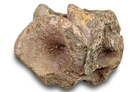 1" Fossil Synapsid (Edaphosaurus) Vertebra - Texas (#251379) For Sale ...