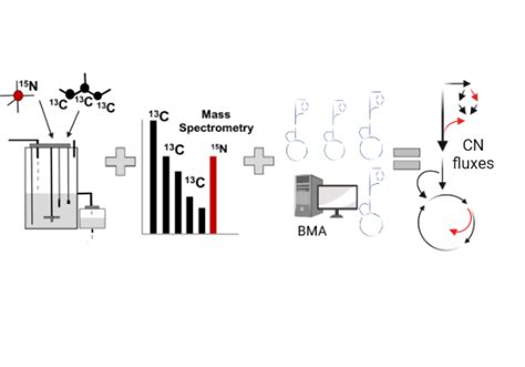 Oneshot C Nmetabolic Flux Analysis For Simultaneous Quantification