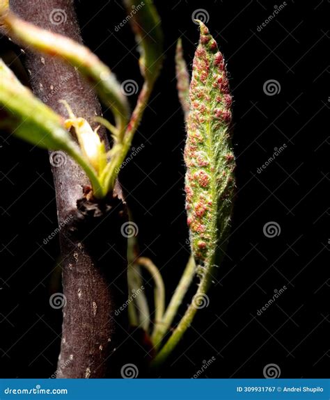 Tree Leaf with Red Dots Isolated on Black Background. Tree Disease