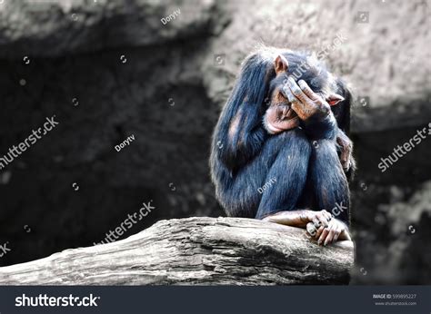 244 Desperate Monkey Images Stock Photos 3d Objects And Vectors