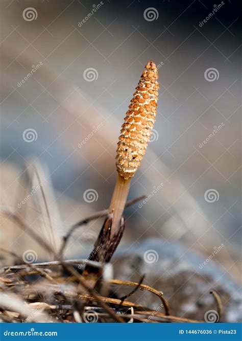 Field Horsetail stock photo. Image of field, herb, japan - 144676036