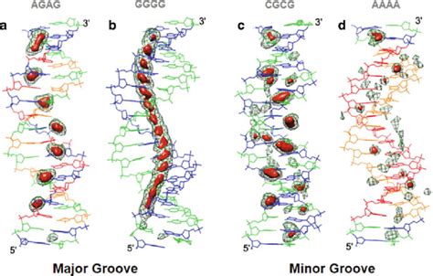 Examples Of Sequence Dependent Major And Minor Groove K Densities Download Scientific Diagram