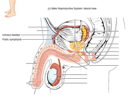 Male Gram Diagram Quizlet