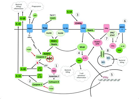 | Proposed model of the effects of nigericin on bacterial killing in ...