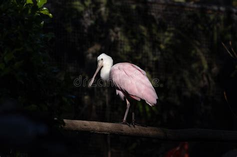 Roseate Spoonbill Platalea Ajaja In The Americas Stock Image Image