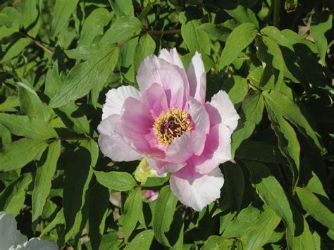 Seed Grown Tree Peony 2024 314 Cricket Hill Garden