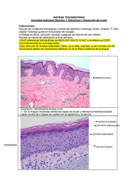 Tarea Sistema Tegumentario Actividad Individual Semana