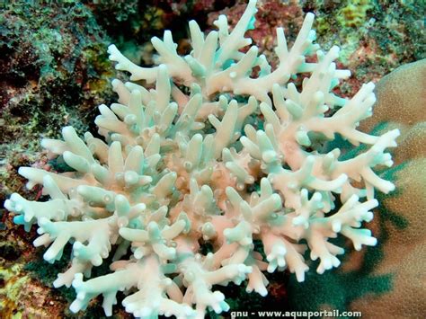 Acropora Caroliniana