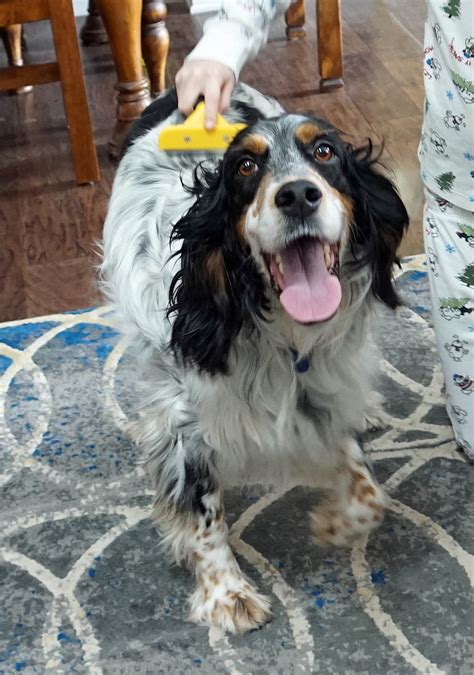 River Above And Beyond English Setter Rescue