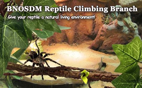 Amazon Reptile Climbing Branch Flexible Bend A Branch Jungle Vines