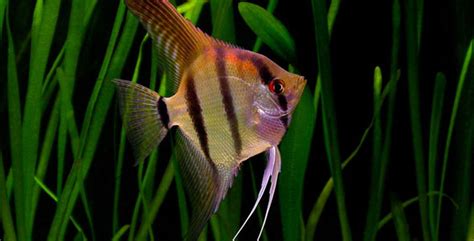 Freshwater Angelfish – Fish Breeds – Information and pictures of saltwater and fresh water fish