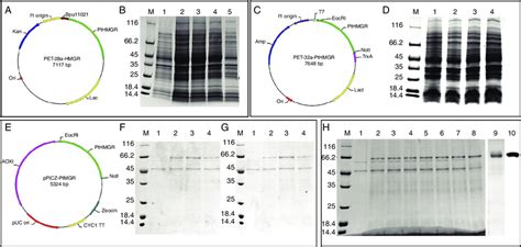 PtHMGR Protein Production And Purification A Construction Of The