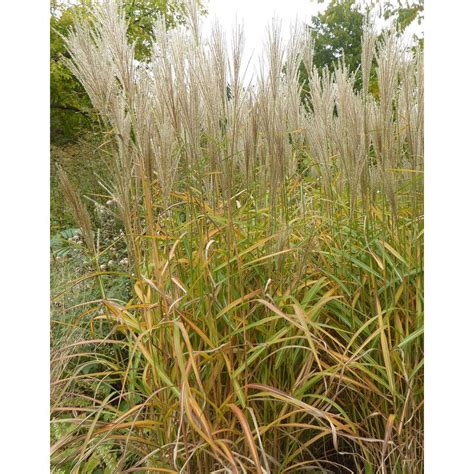 Miscanthus Sinensis Samurai Kínai Virágosnád