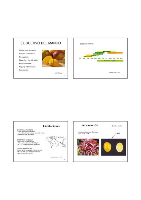 PDF EL CULTIVO DEL MANGO CICLO DEL CULTIVO PDFSLIDE TIPS