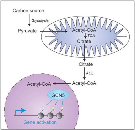 Gcn5 Acetyltransferase In Cellular Energetic And Metabolic Processes Pmc