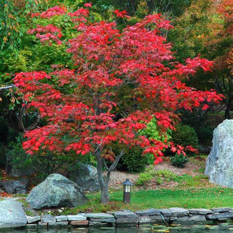 Acer Japonicum Aconitifolium Bonsai