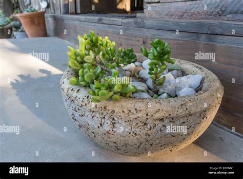 Succulent Plant In Concrete Pot Outdoors Stock Photo Alamy