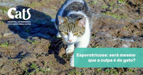 Esporotricose será mesmo que a culpa é do gato Hospital Veterinário