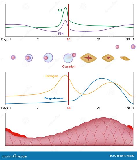 Female Sexual Cycle Stock Vector Illustration Of Medical 27345466