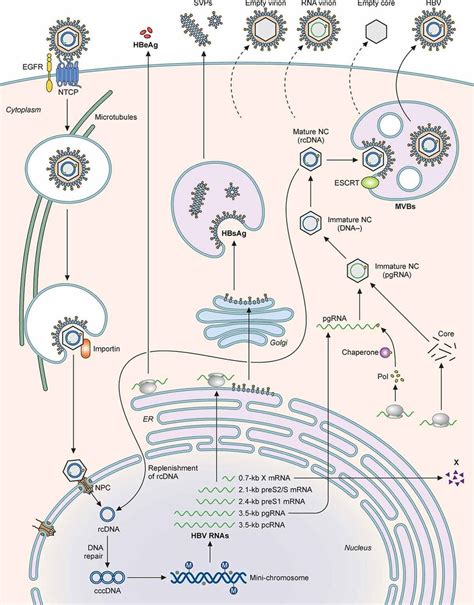 Roles Of Immune Cells In HBV Induced Liver Pathogenesis HBV Particles