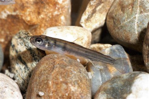 Europ Ische Forelle Bachforelle Flussforelle Fisch Heintges