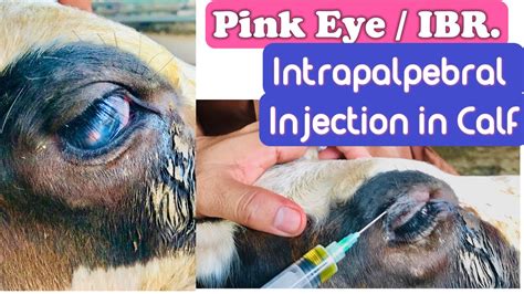 Pink Eye In Cow Intrapalpebral Injection In Calf Pink Eye Cattle