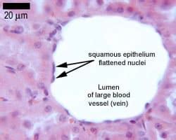 Epithelial Cells - Simple - Stratified - TeachMePhysiology