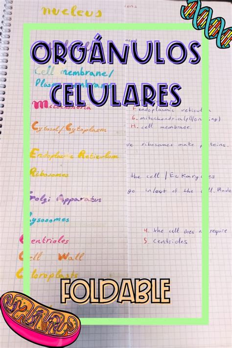 Instrucciones Para Hacer Un Foldable De Organulos Celulares Cell